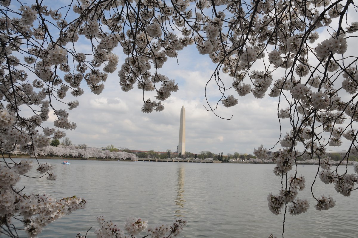 Cherry blossoms frame a view of the Washington Monument from across water
