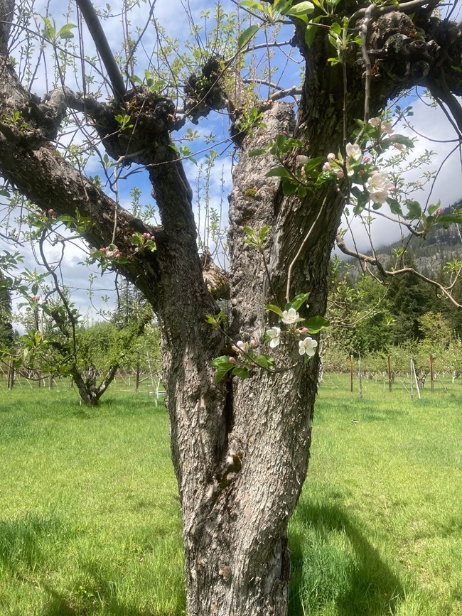 Flowers bloom on a mature apple tree with a short trunk and open canopy, part of an orchard of old and young apple trees.