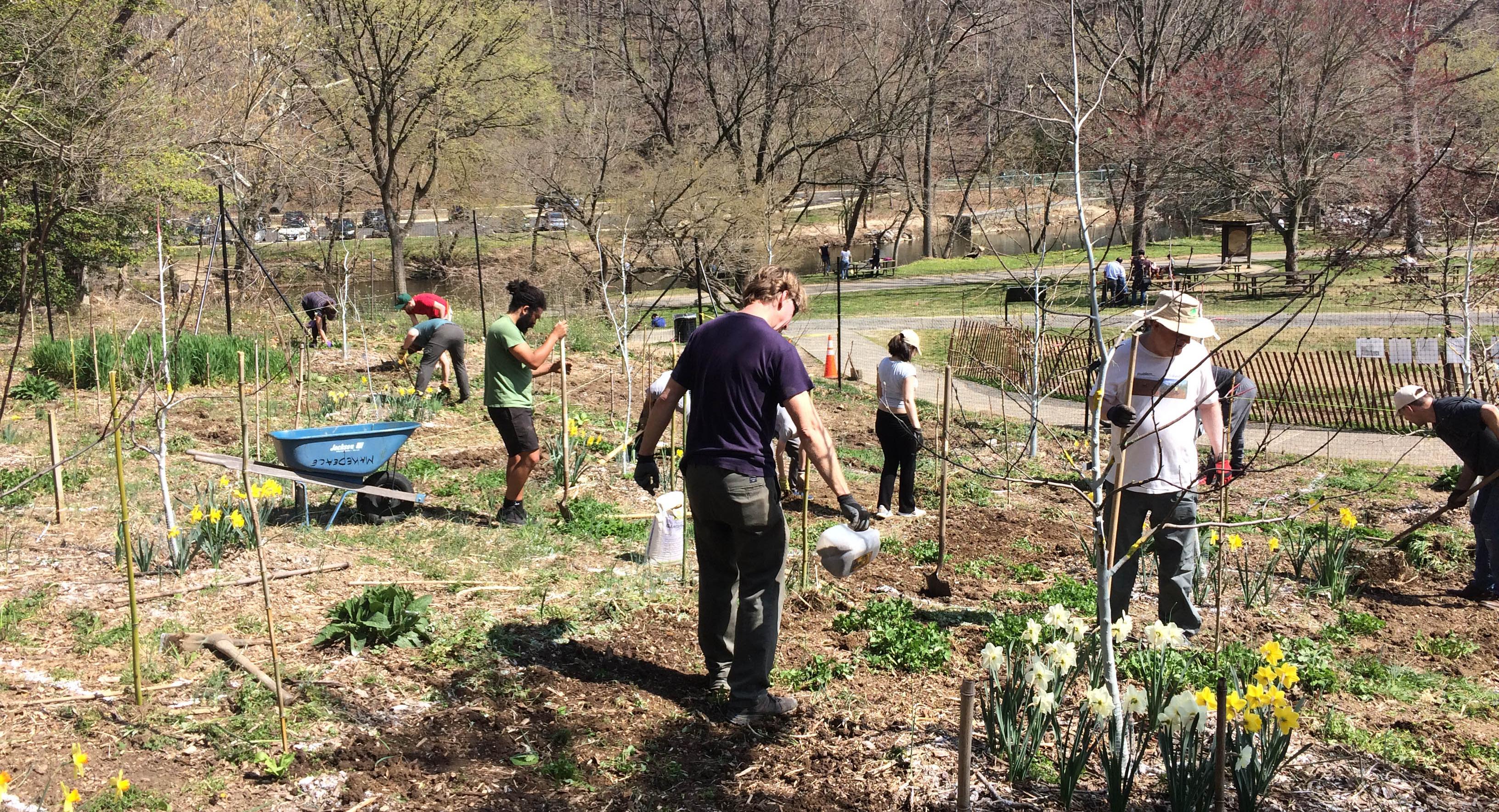 A group of people, spread out with tools, work in a young orchard in spring at Peirce Mill