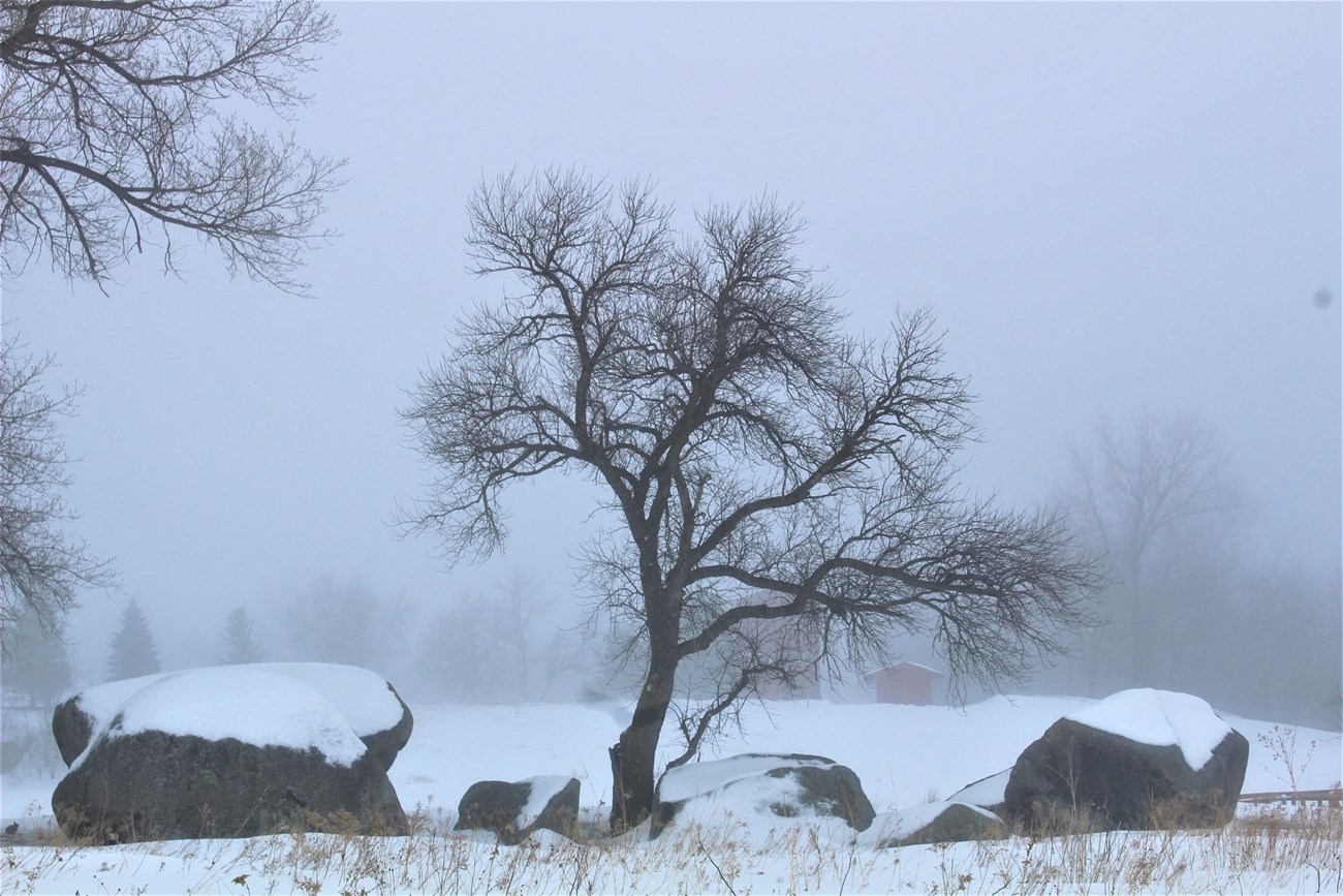 Three maidens, large granite erratics near a leafless tree, covered in snow