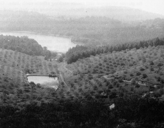 Rows of fruit trees fill the slopes of a hill leading toward a lake surrounded by trees.