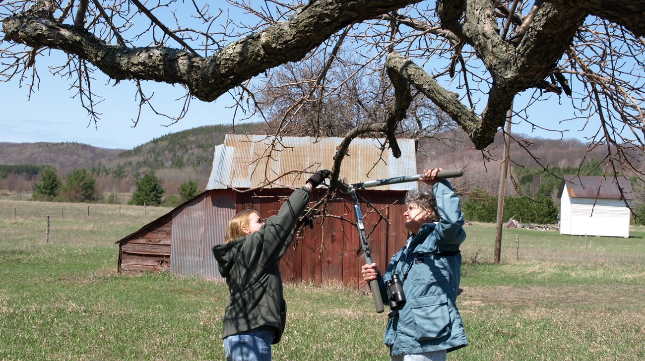 Two people, one holding loppers, raise their arms to cut a tree branch in an agricultural setting
