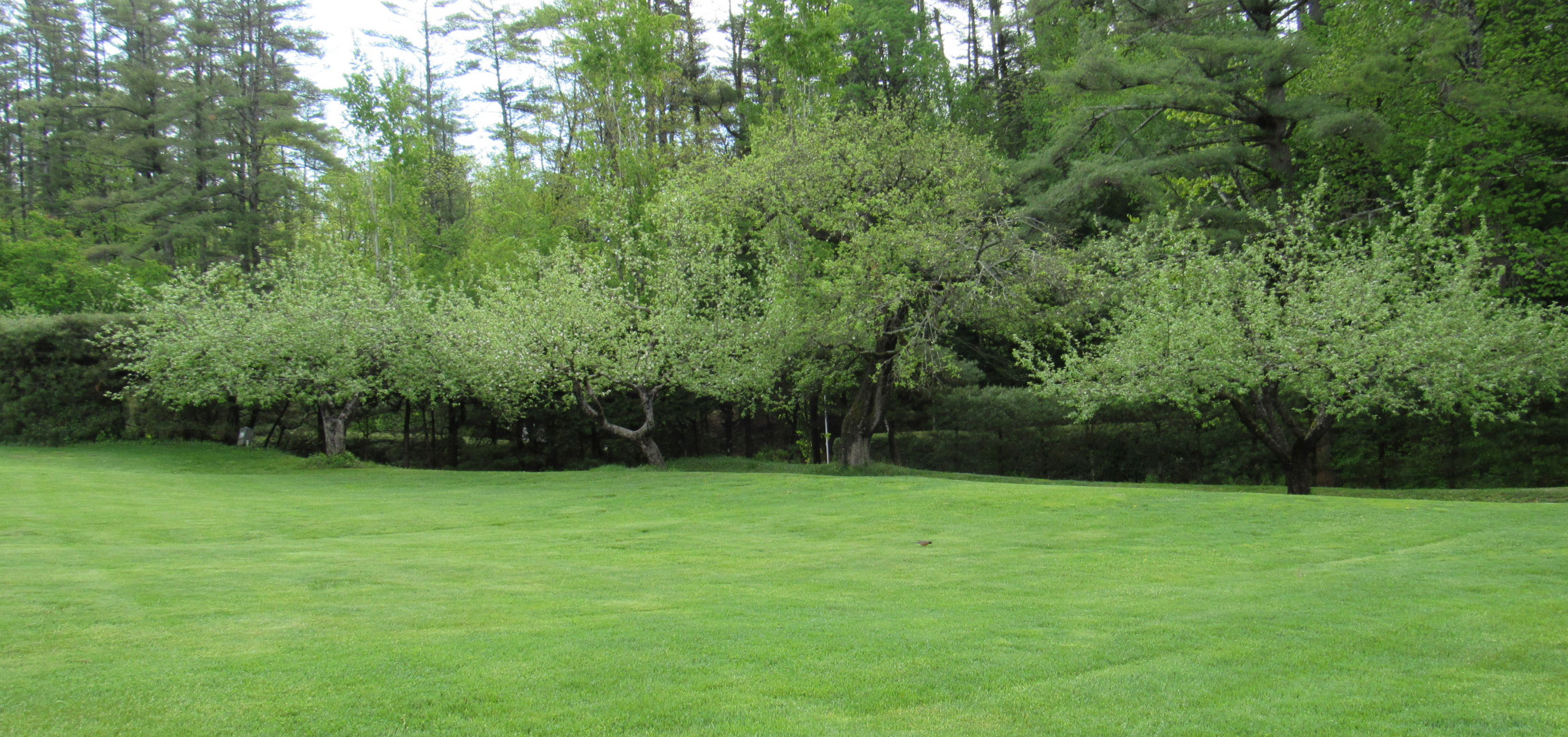 A row of apple trees in a grassy area, with other trees in the background