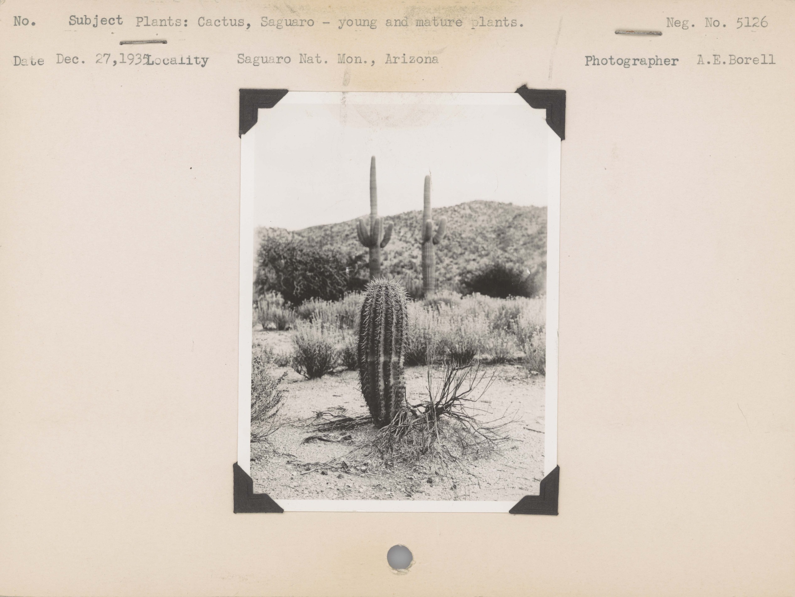 A 1935 photograph of Saguaro cactus mounted on paper, Negative #: 5126