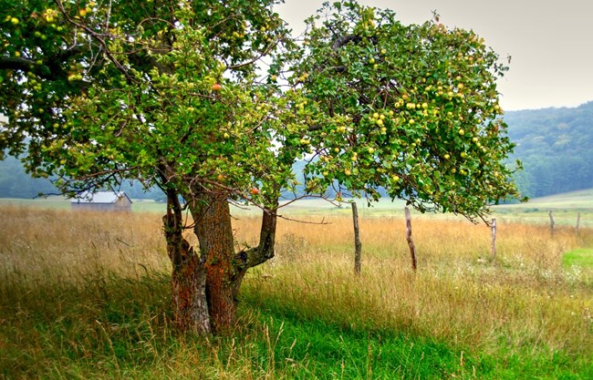 Apples grow on the thick, gnarled branches of an old tree in a grassy field