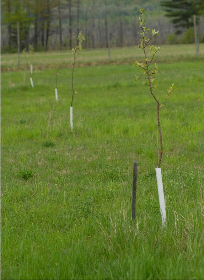 A row of young trees surrounded by short green grass at Kelderhouse Farm