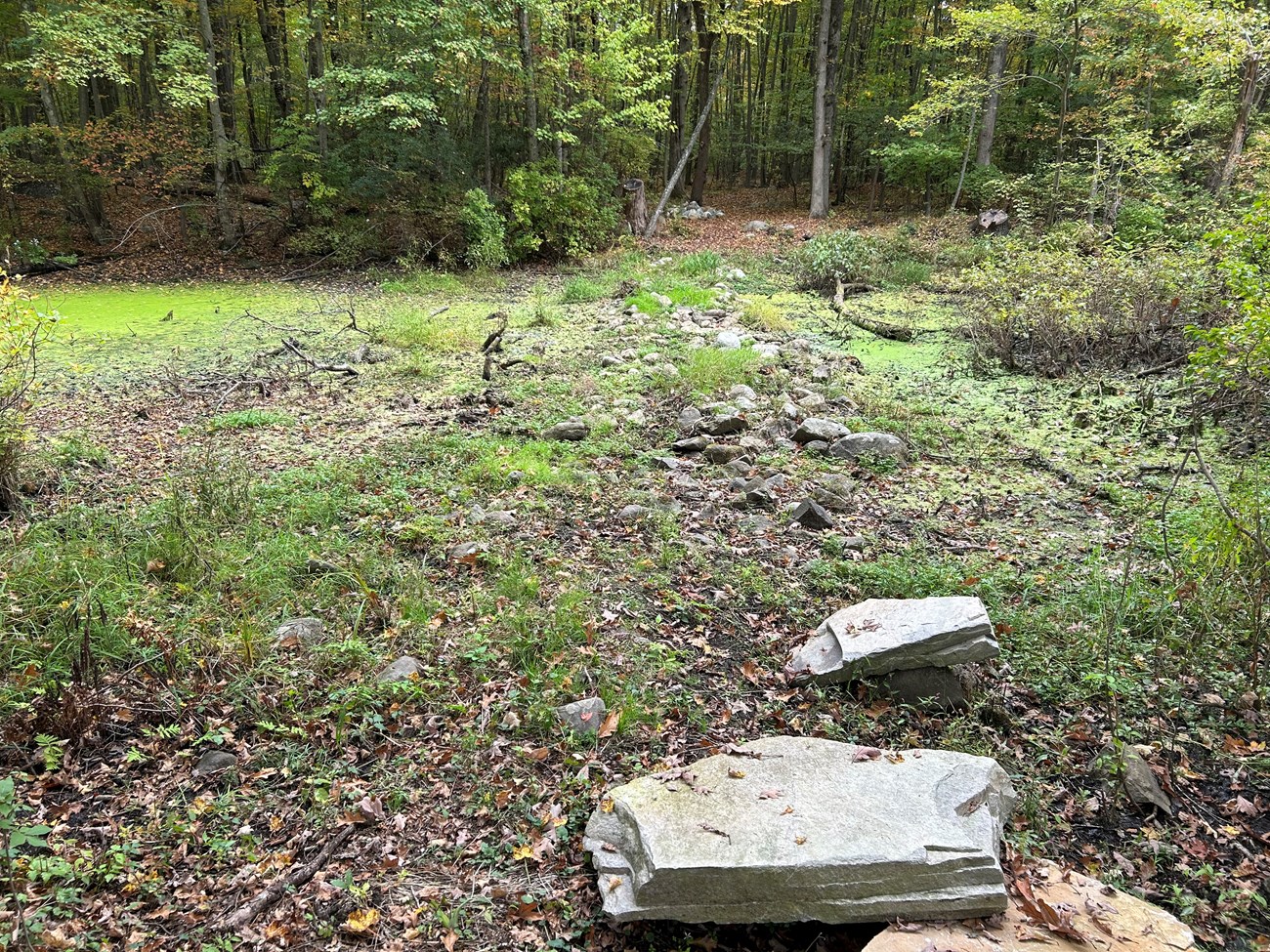 Grass grows around a row of scattered stones, the trace of a former causeway through a wetland.