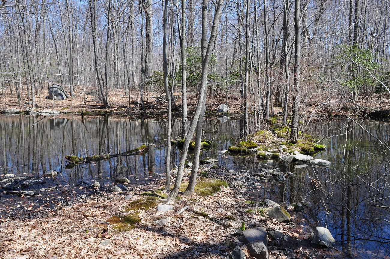Slender trees and moss grow on an area of rocks and soil in the middle of a wetland area