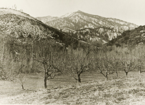 Historic photo of a row of fruit trees in an orchard with branches in a bowl-like shape