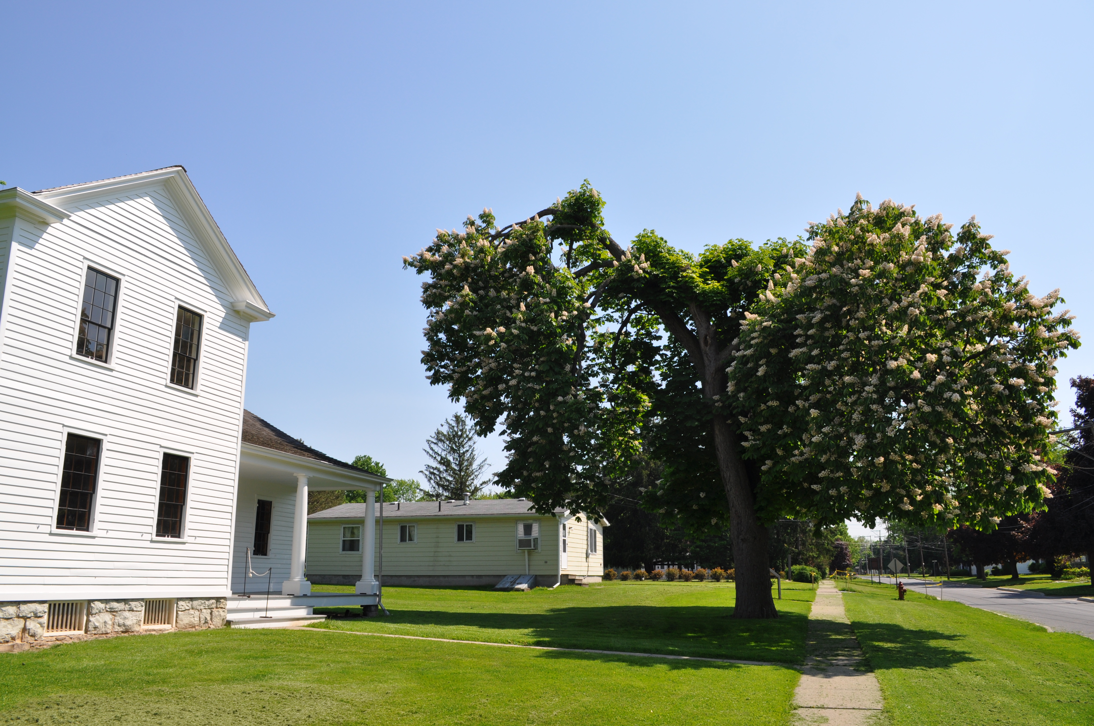 Stanton House horse chestnut with leaves, flowers, and visible storm damage to the crown