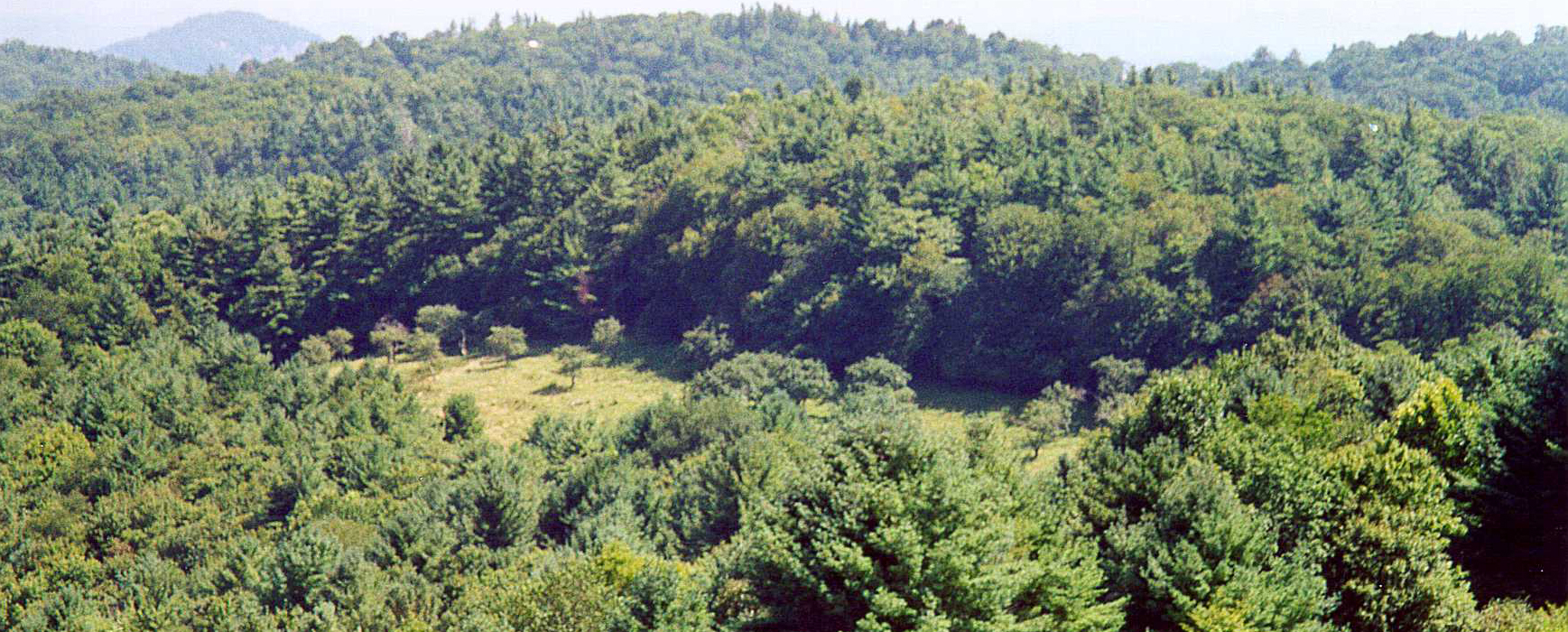 Orchard trees are spaced in a clearing on a hillside, surrounded by dense vegetation