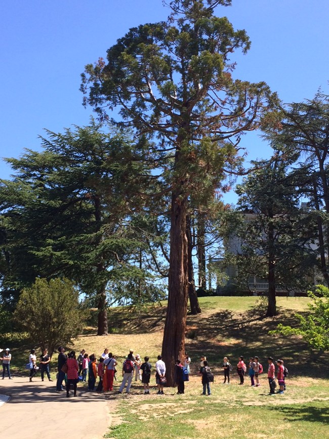 A circle of kids around the base of a a giant sequoia tree