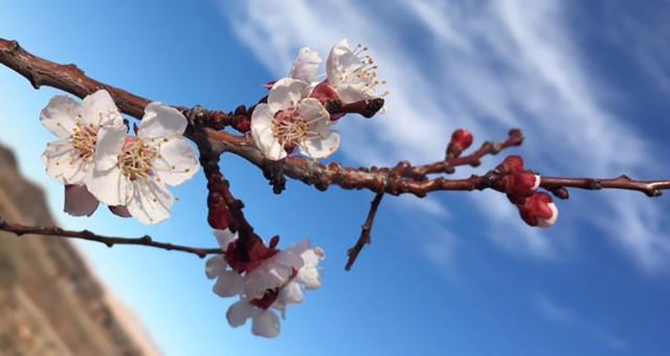 Small blossoms with white petals and flower buds emerge along a branch