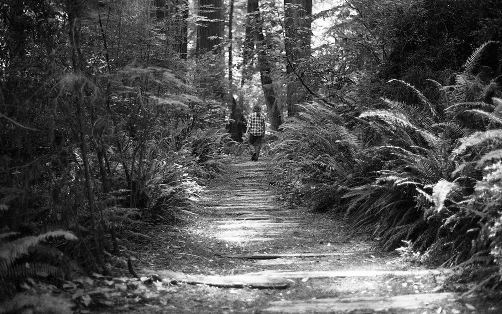 A person walks away down a narrow trail through woods, surfaced with wood planks