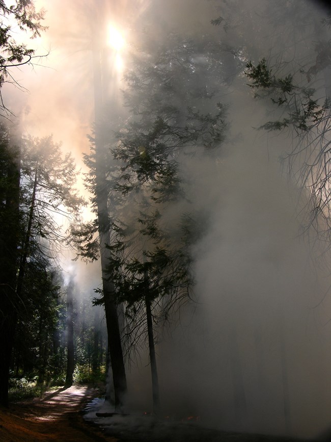 Indian Tribes in the central Sierra Nevada have used fire as a tool for thousands of years.