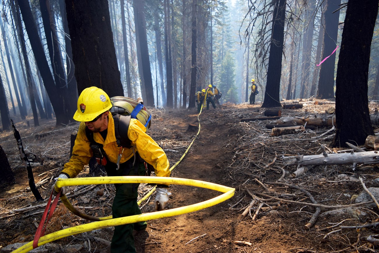 A firefighter pulls hose on a fireline.