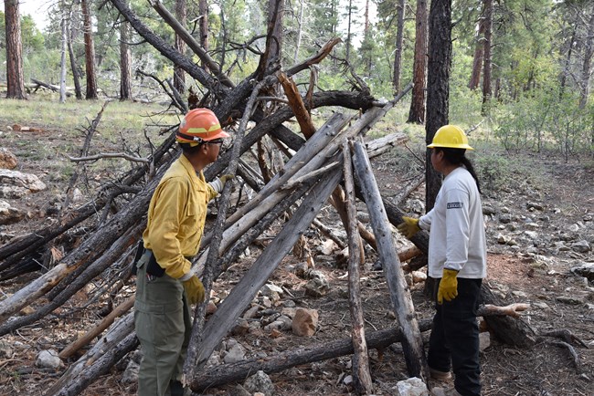 A Zuni crew from the Ancestral Lands Conservation Corps taking down makeshift tree forts at Grand Canyon, which had created a substantial fire hazard.