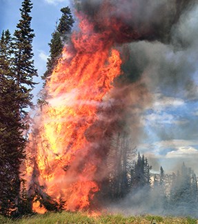 Torching subalpine fir.