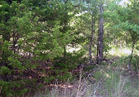 Thick Eastern red cedar prior to thinning.