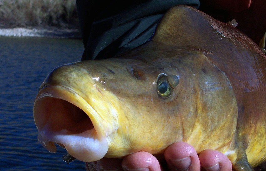 fish with mouth open.