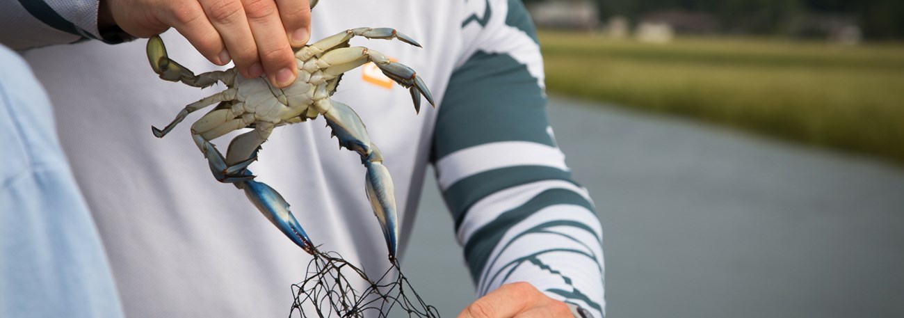 A visitor holds a blue crab