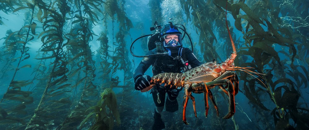 scuba diver holding lobster underwater.
