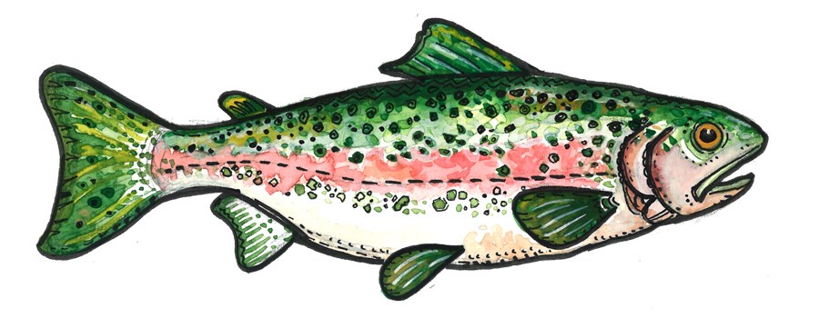 cartoon rainbow trout.