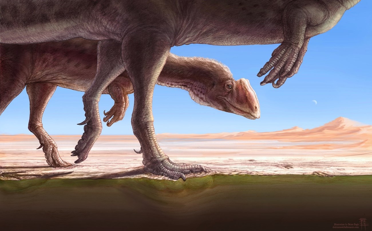 Color illustration of two large dinosaurs walking and leaving tracks in the sand.