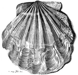 illustration of sea shell