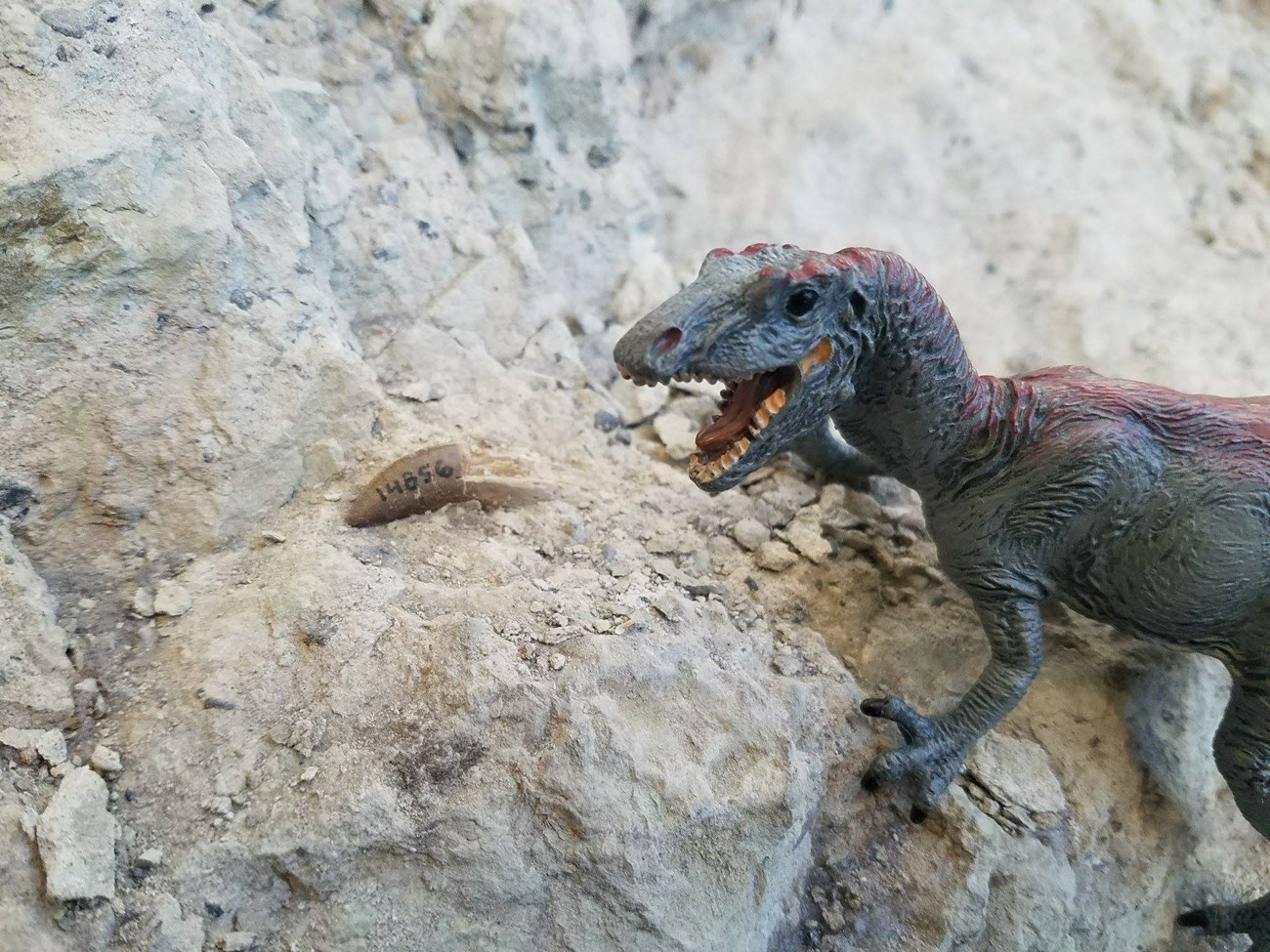 Photo of a fossil on a rock slope with a toy dinosaur