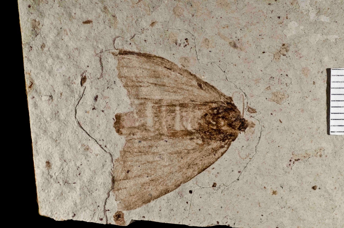 Photo of a fossil moth