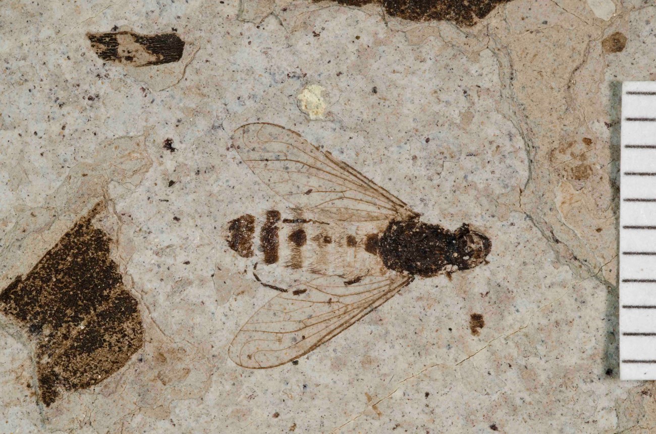 Photo of a fossil fly