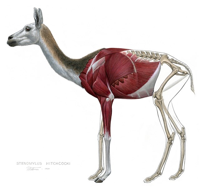 Scientific illustration of a small mammal showing portions of hide, skin, and bones.