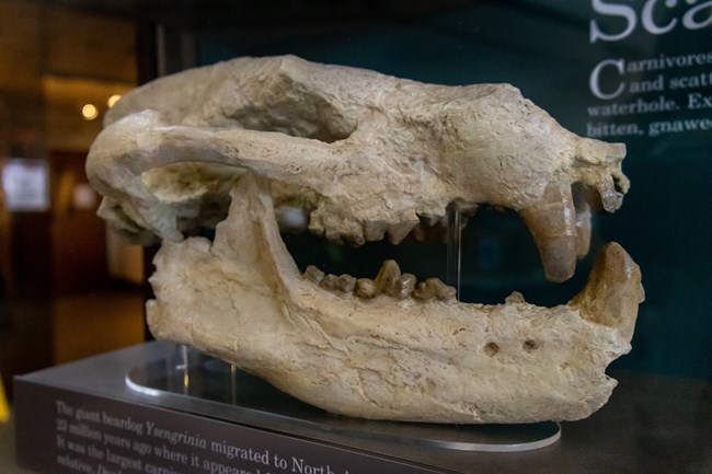 Photo of a fossil bear skull.