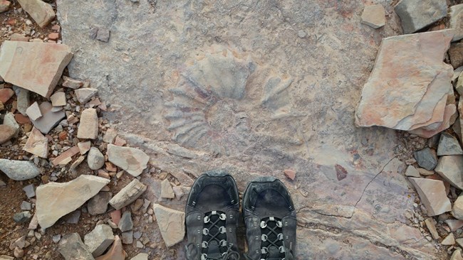 Photo looking down at a coiled shell fossil.