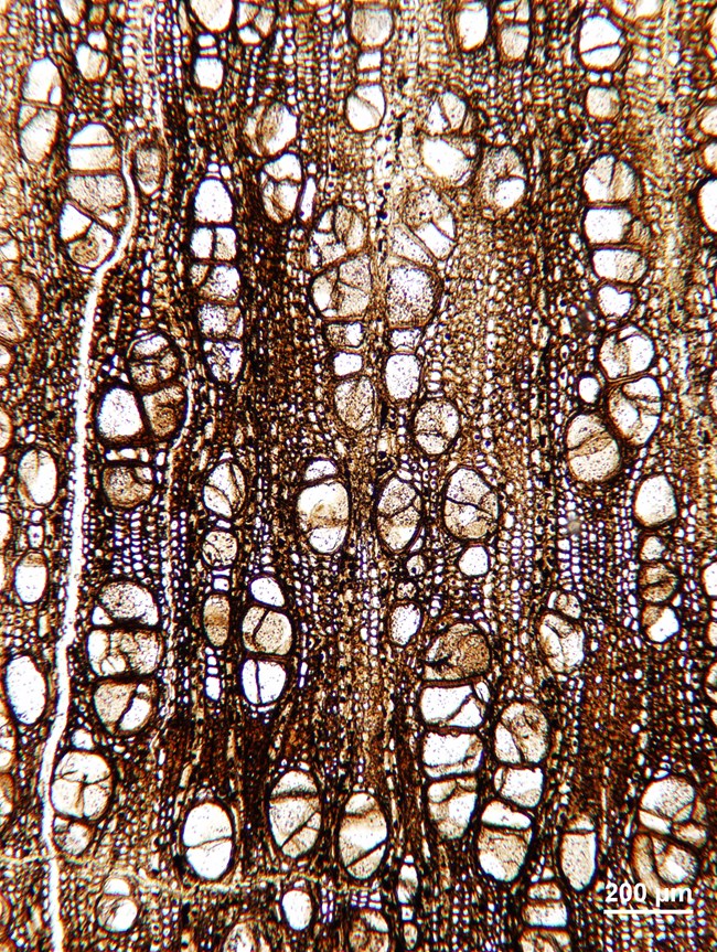 Photomicrograph of the cell structure of the wood of a fossil tree