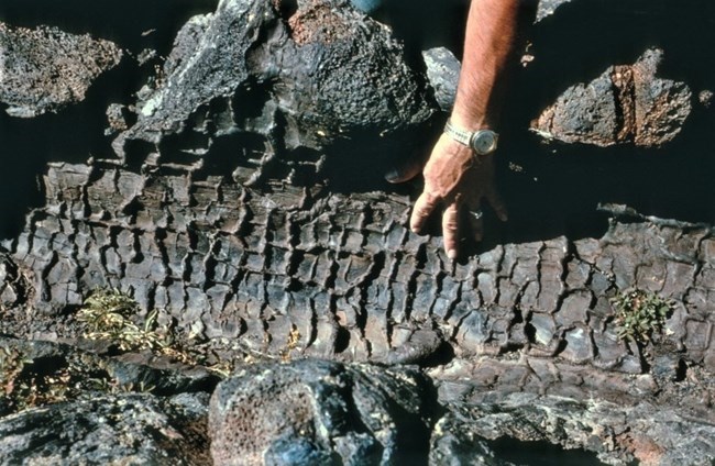 Photo of the imprint of tree bark in lava rock.