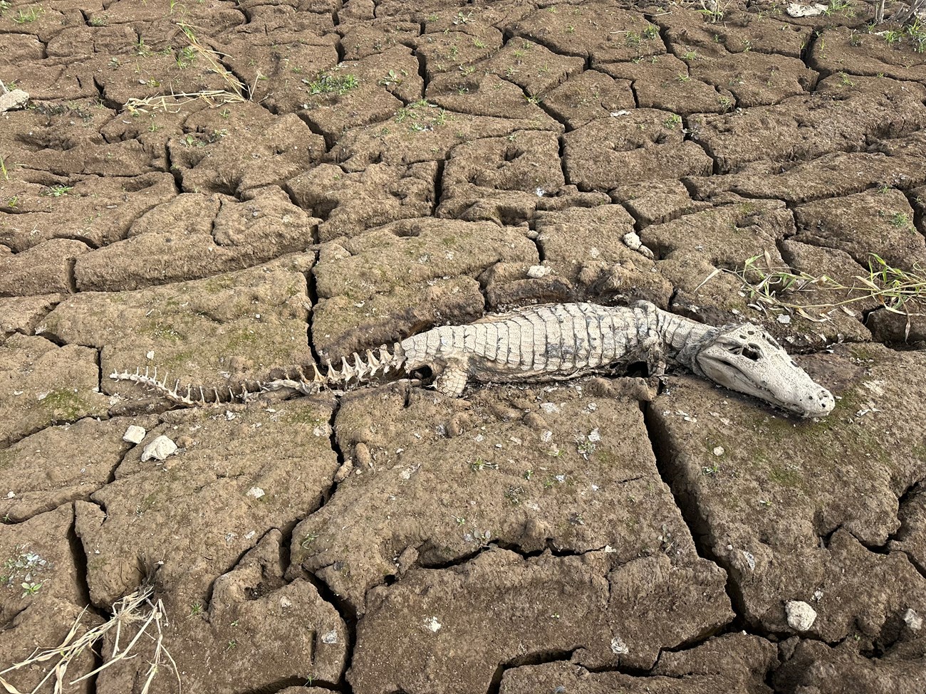 Photo of a dead reptile