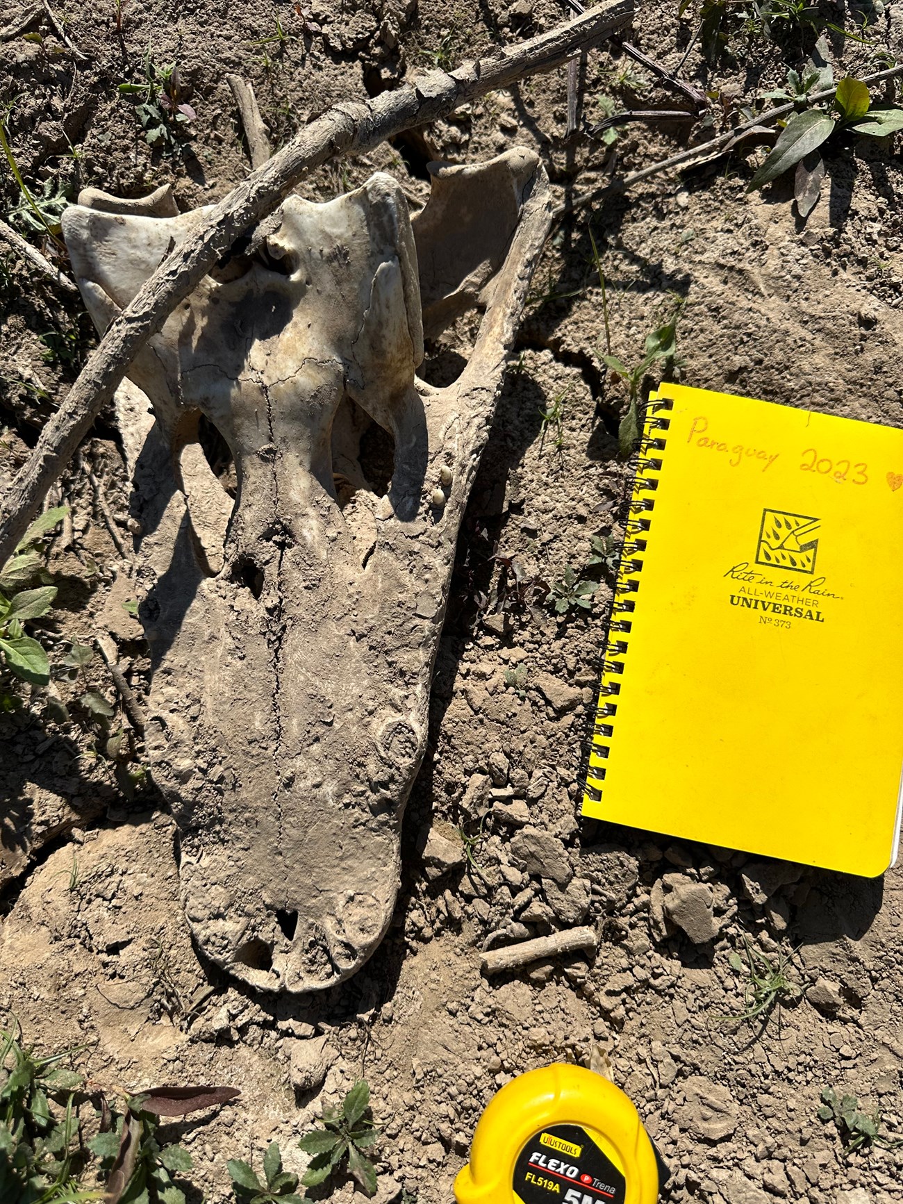 Photo of a fossil reptile skull