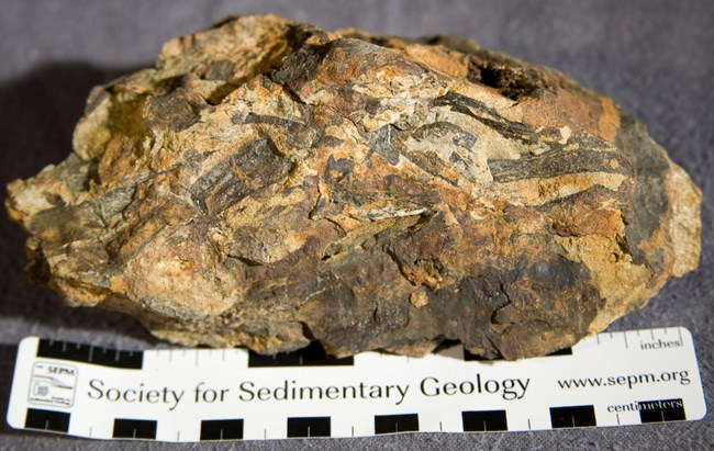 Photo of a blocky rock with fossil wood