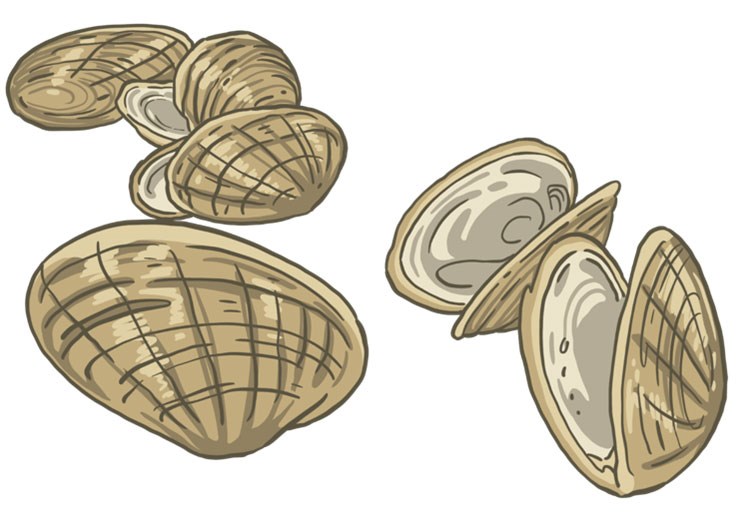 Drawing of several clams.