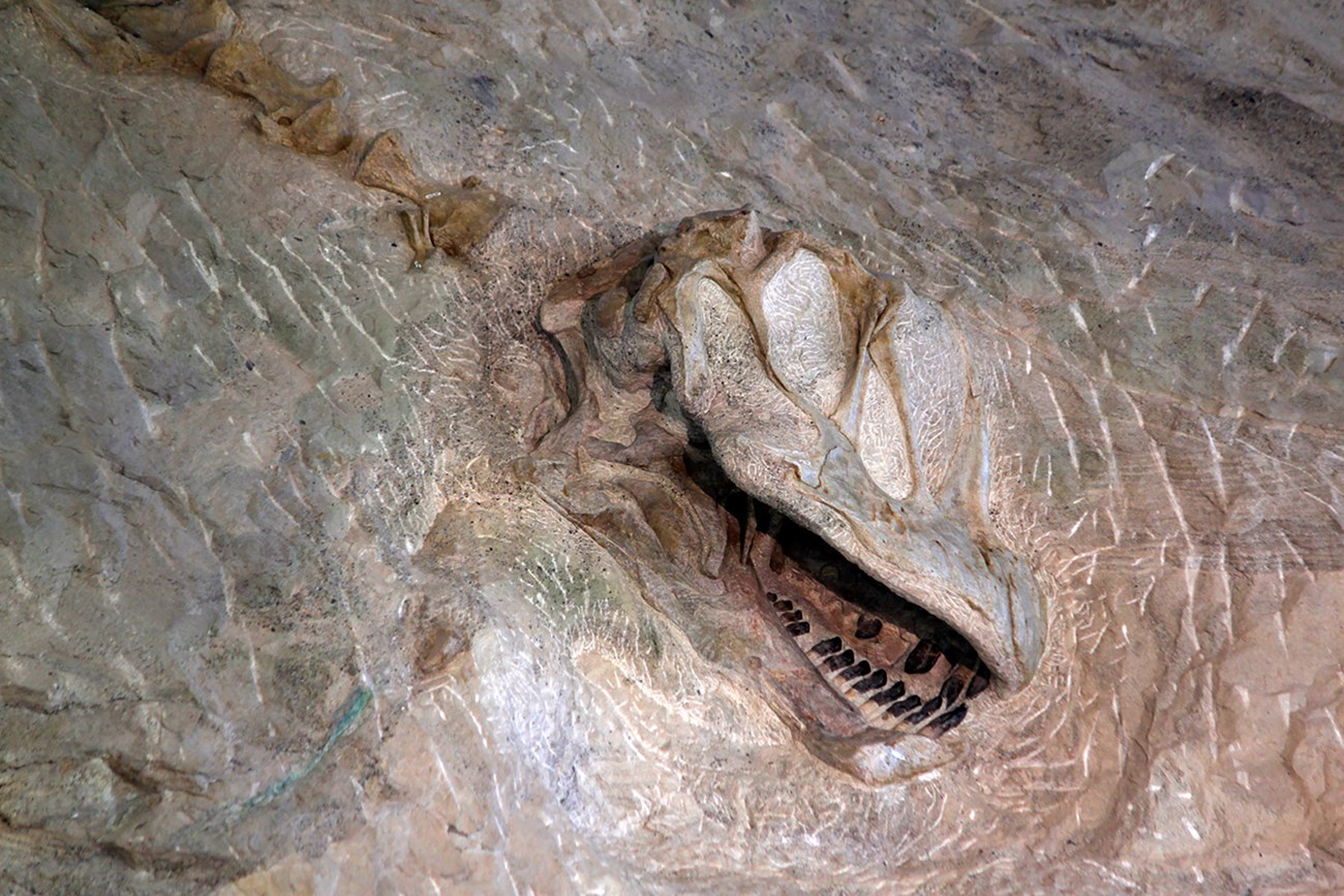 Photo of a partially excavated dinosaur skull