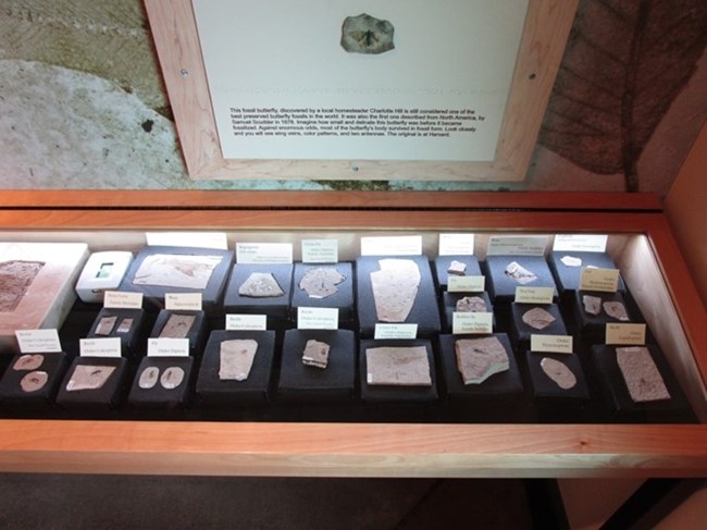 Photo of a display case with small fossils.