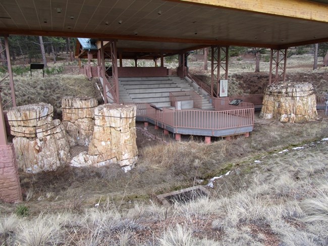 Photo of outdoor exhibit with pretrified tree stumps.