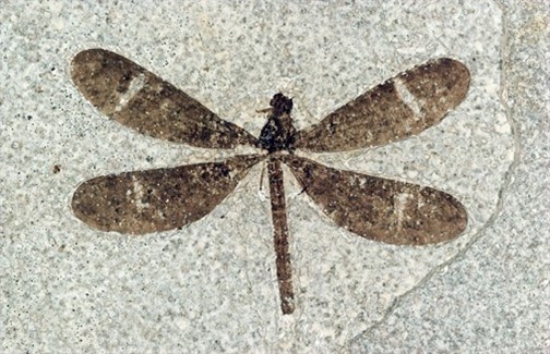 Photo of a fossil damselfly.