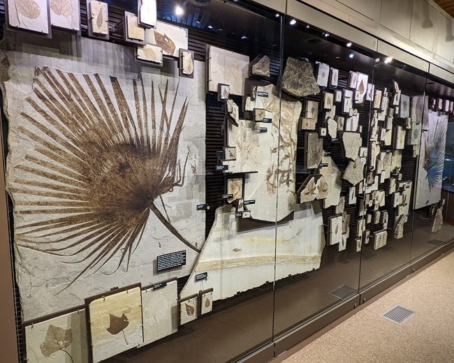 Photo of a fossil exhibit.