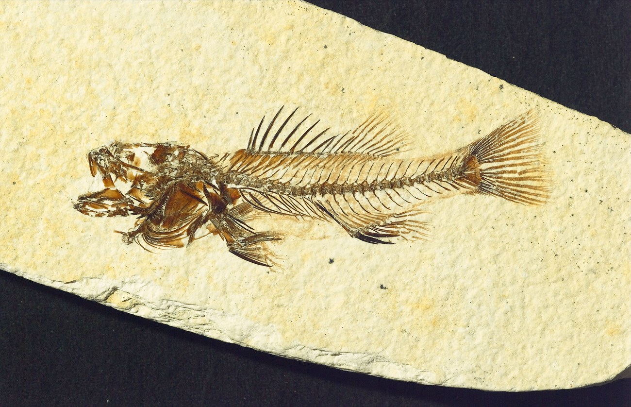 Photo of a fossil fish with its mouth open.