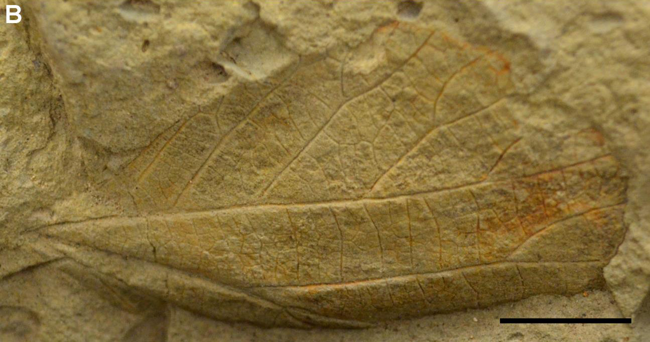 Photo of a fossil leaf