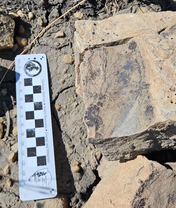 Photo of  a fossil leaf