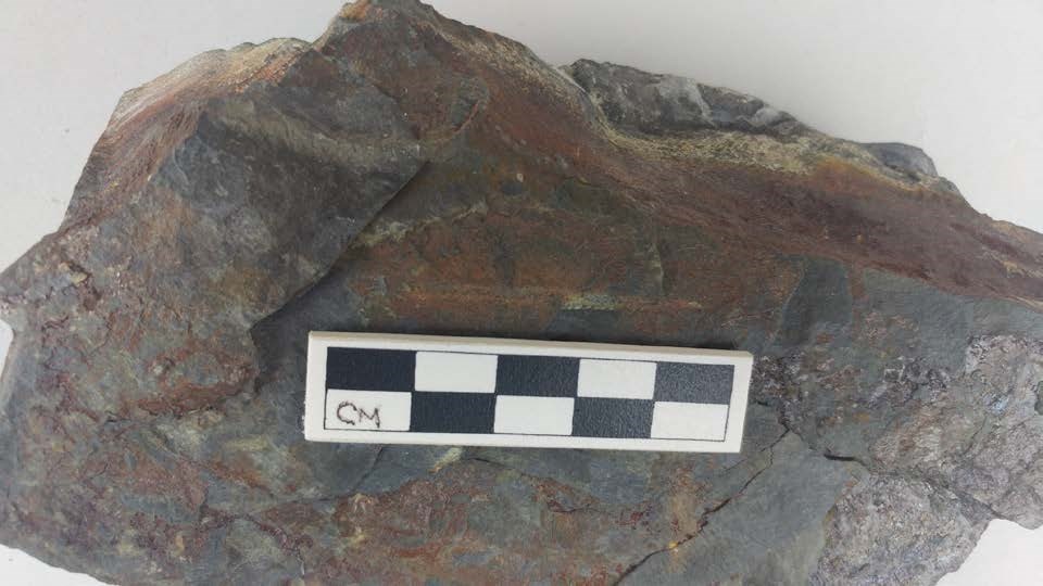 Photo of a fossil in a rock